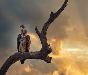 Preview wallpaper vulture, predator, bird, feathers, sky