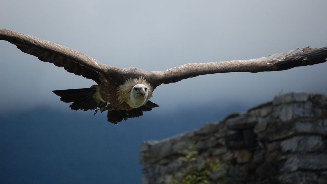 Wallpaper vulture, predator, flight, wings, sky, bird