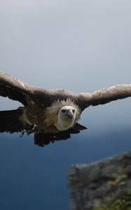 Preview wallpaper vulture, predator, flight, wings, sky, bird