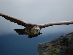 Preview wallpaper vulture, predator, flight, wings, sky, bird