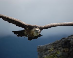 Preview wallpaper vulture, predator, flight, wings, sky, bird