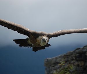 Preview wallpaper vulture, predator, flight, wings, sky, bird
