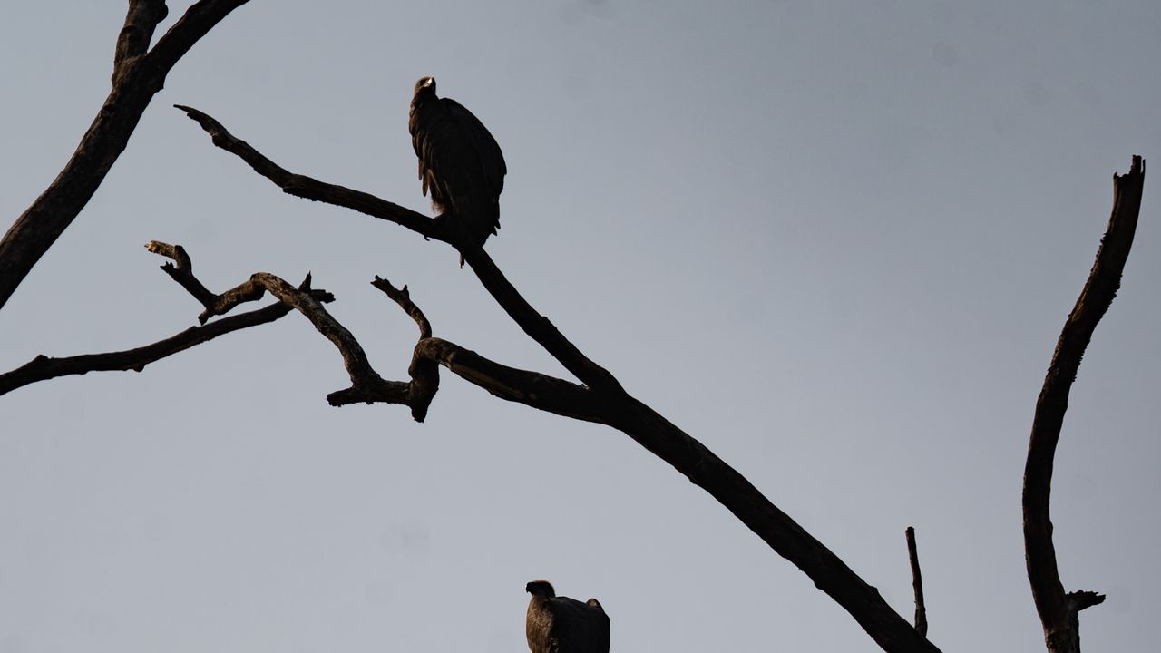 Wallpaper vultures, birds, tree, branches