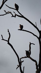 Preview wallpaper vultures, birds, tree, branches