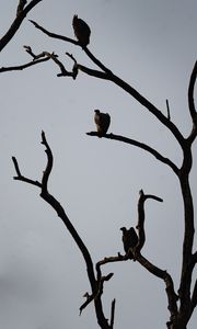 Preview wallpaper vultures, birds, tree, branches