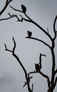 Preview wallpaper vultures, birds, tree, branches