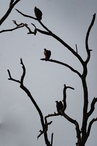 Preview wallpaper vultures, birds, tree, branches