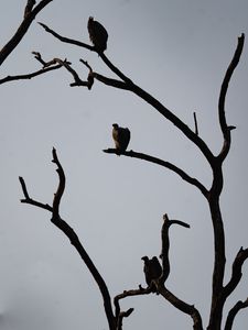 Preview wallpaper vultures, birds, tree, branches