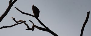 Preview wallpaper vultures, birds, tree, branches