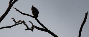 Preview wallpaper vultures, birds, tree, branches