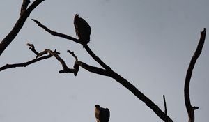 Preview wallpaper vultures, birds, tree, branches