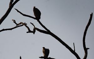 Preview wallpaper vultures, birds, tree, branches