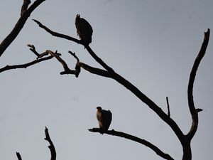 Preview wallpaper vultures, birds, tree, branches