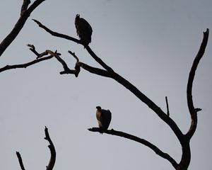 Preview wallpaper vultures, birds, tree, branches