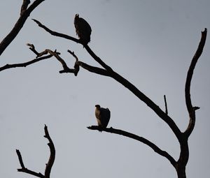 Preview wallpaper vultures, birds, tree, branches