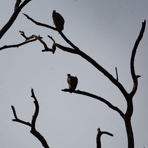 Preview wallpaper vultures, birds, tree, branches