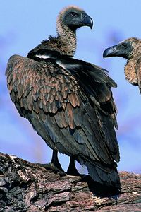 Preview wallpaper vultures, pair, birds, predators