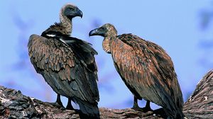 Preview wallpaper vultures, pair, birds, predators