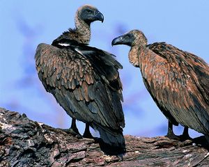 Preview wallpaper vultures, pair, birds, predators