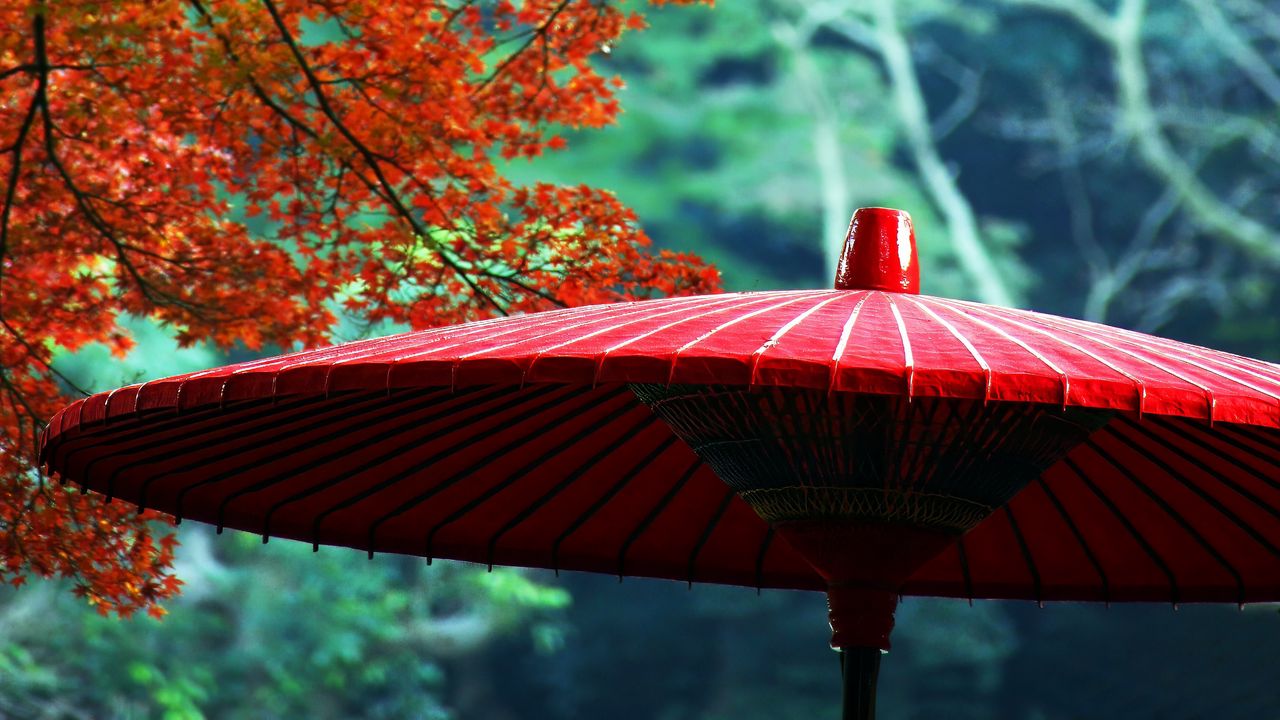 Wallpaper wagasa, japanese umbrella, leaves, autumn