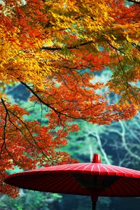 Preview wallpaper wagasa, japanese umbrella, leaves, autumn