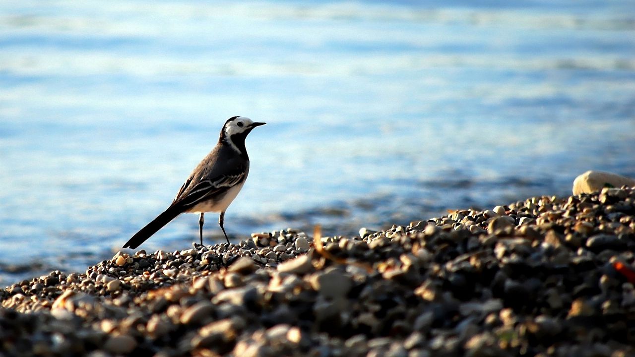 Wallpaper wagtail, pebbles, water, bird