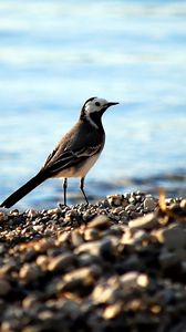 Preview wallpaper wagtail, pebbles, water, bird