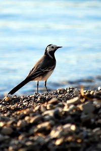 Preview wallpaper wagtail, pebbles, water, bird