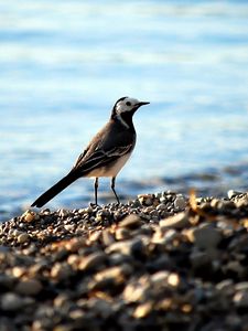 Preview wallpaper wagtail, pebbles, water, bird