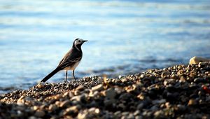Preview wallpaper wagtail, pebbles, water, bird