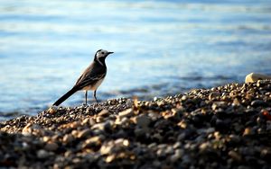 Preview wallpaper wagtail, pebbles, water, bird