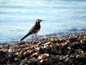 Preview wallpaper wagtail, pebbles, water, bird