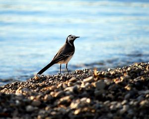 Preview wallpaper wagtail, pebbles, water, bird