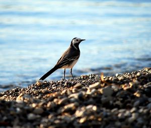 Preview wallpaper wagtail, pebbles, water, bird