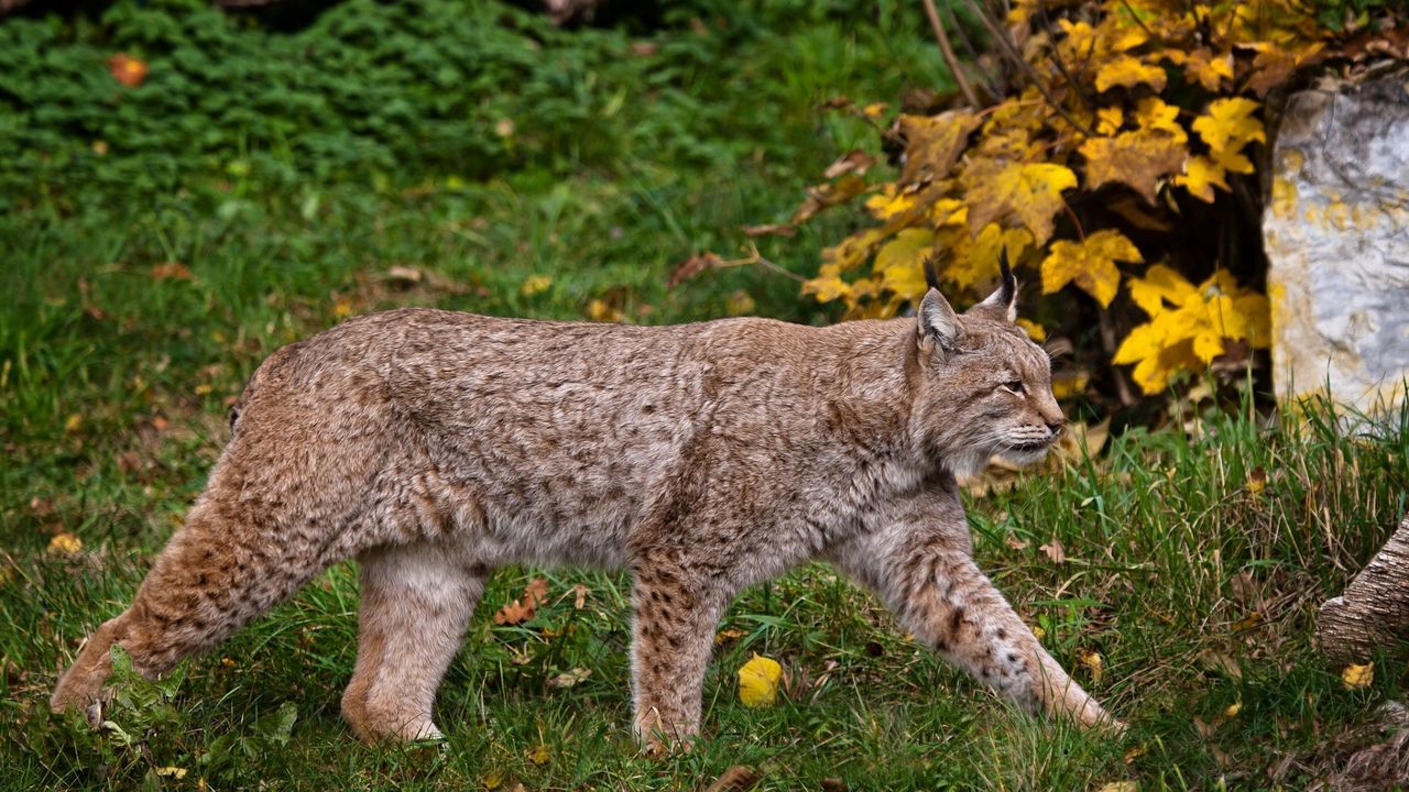 Wallpaper walk, grass, wood, lynx