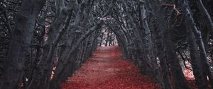 Preview wallpaper walkway, trees, alley, nature, autumn