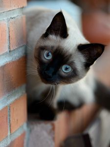 Preview wallpaper wall, brick, cat, siamese