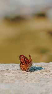 Preview wallpaper wall brown, butterfly, macro, orange