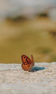 Preview wallpaper wall brown, butterfly, macro, orange