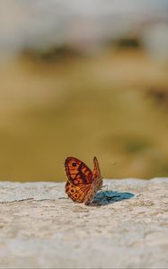 Preview wallpaper wall brown, butterfly, macro, orange