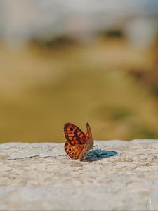 Preview wallpaper wall brown, butterfly, macro, orange