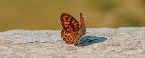 Preview wallpaper wall brown, butterfly, macro, orange