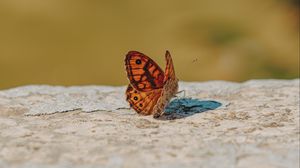 Preview wallpaper wall brown, butterfly, macro, orange