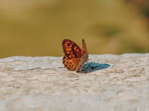 Preview wallpaper wall brown, butterfly, macro, orange