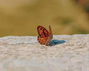 Preview wallpaper wall brown, butterfly, macro, orange