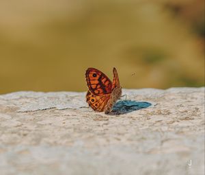 Preview wallpaper wall brown, butterfly, macro, orange