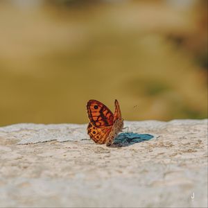 Preview wallpaper wall brown, butterfly, macro, orange