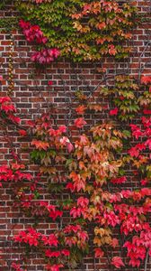 Preview wallpaper wall, foliage, branches