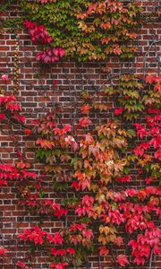 Preview wallpaper wall, foliage, branches