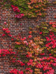 Preview wallpaper wall, foliage, branches